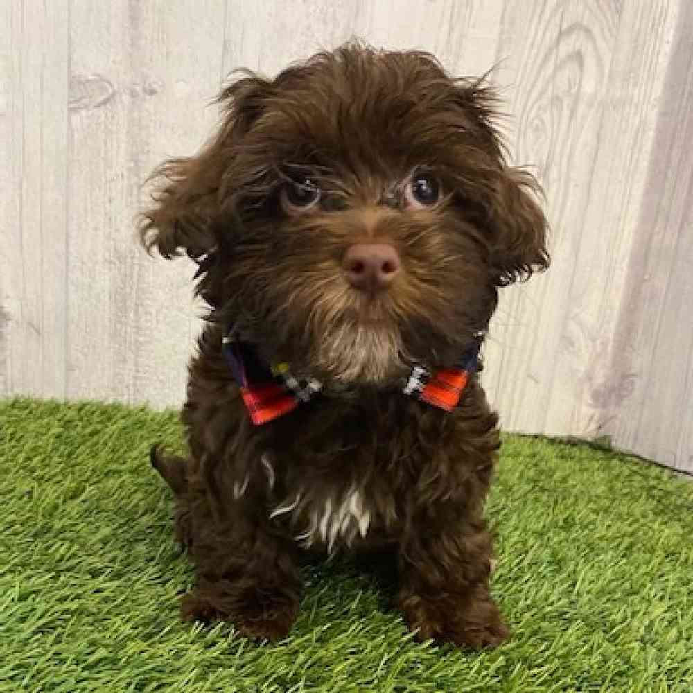 Male Havanese Puppy for sale