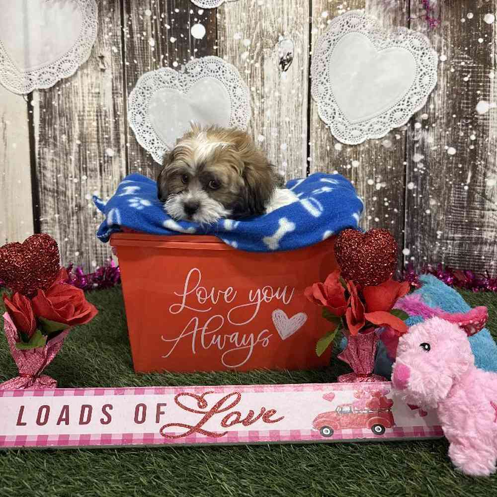 Male Teddy Bear (Zuchon) 2nd Gen Puppy for Sale in Saugus, MA