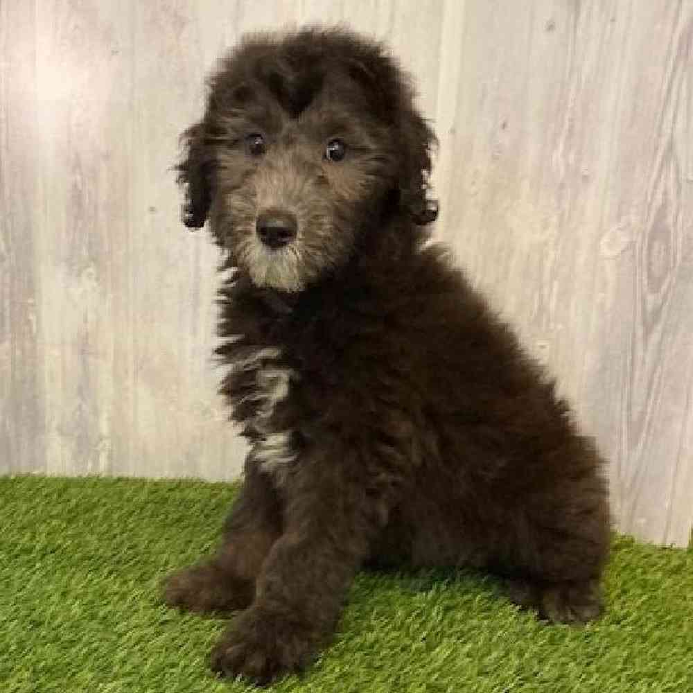 Mini Sheepadoodle image