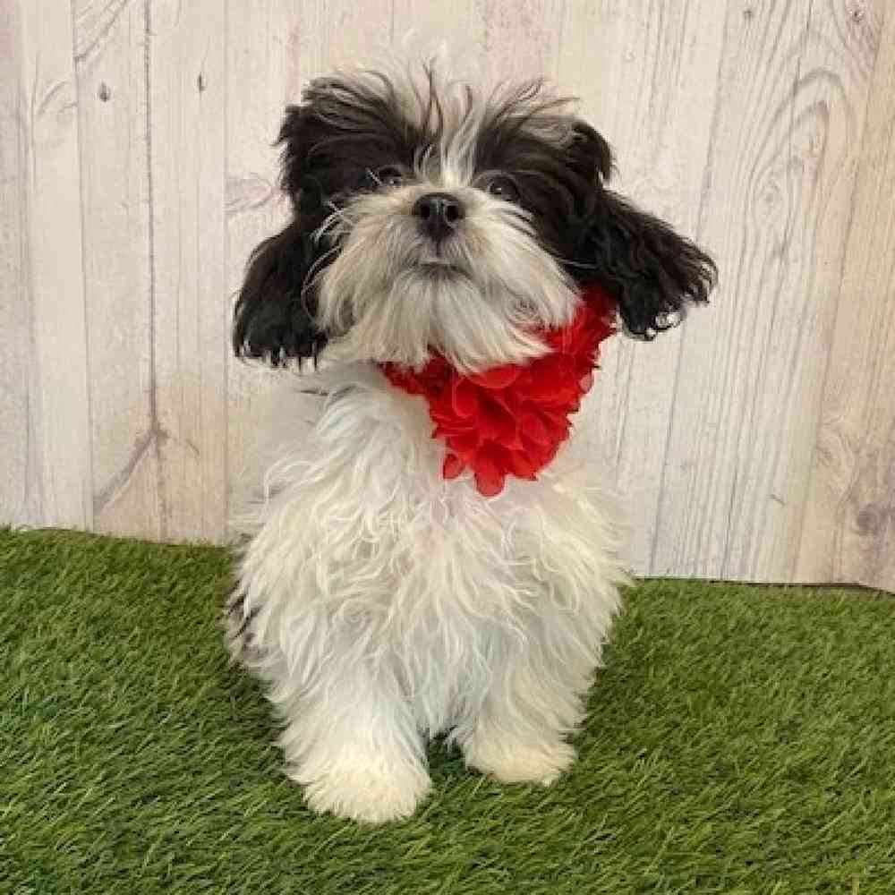 Female Shih-Poo Puppy for Sale in Saugus, MA