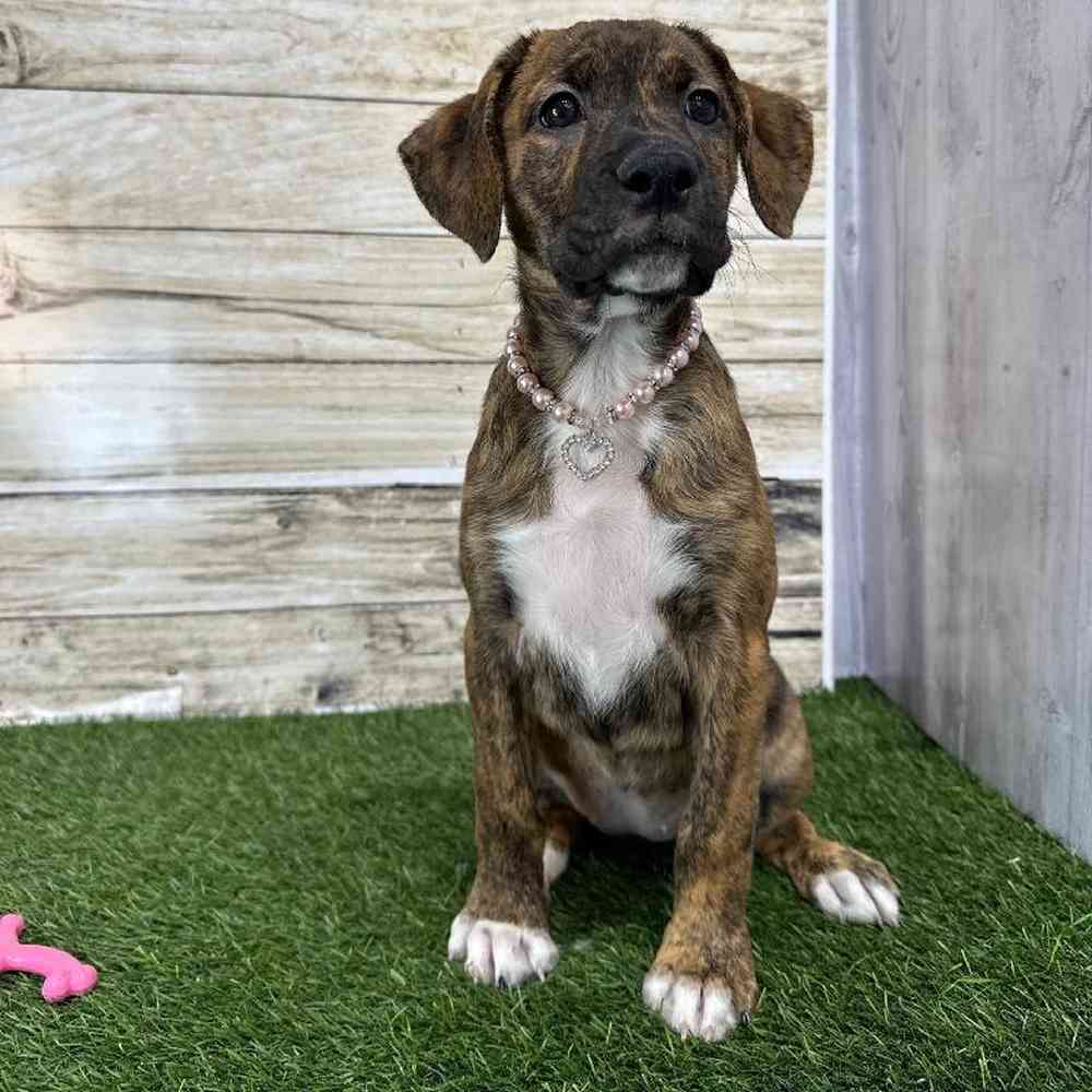 Female Australian Boxherd Puppy for Sale in Saugus, MA