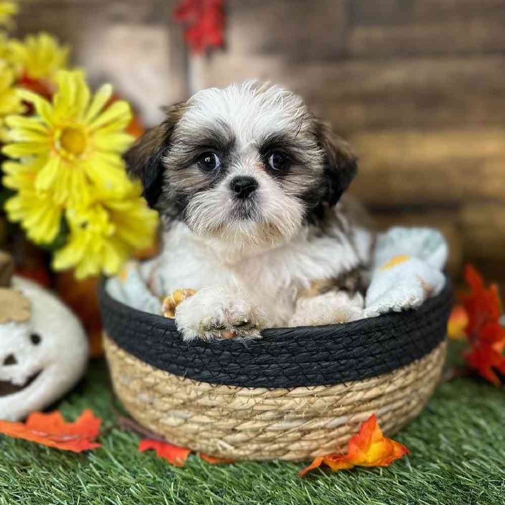 Female Shih Tzu Puppy for Sale in Saugus, MA