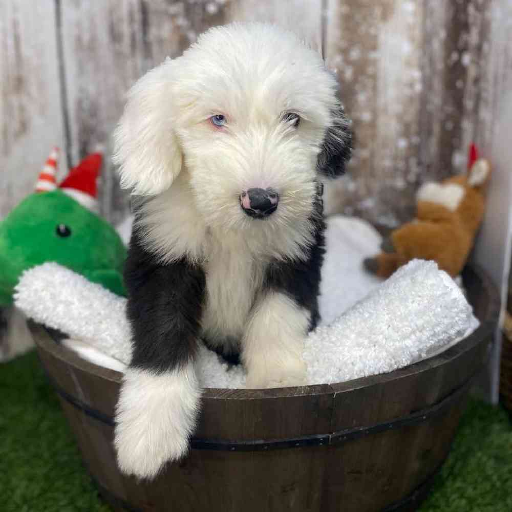 Female Old English Sheepdog Puppy for Sale in Saugus, MA