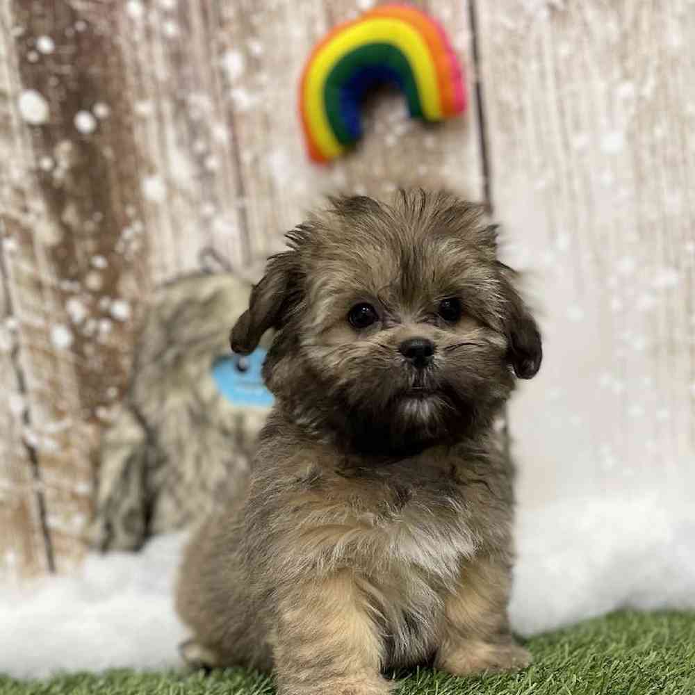 Female Lhasa Apso Puppy for Sale in Braintree, MA