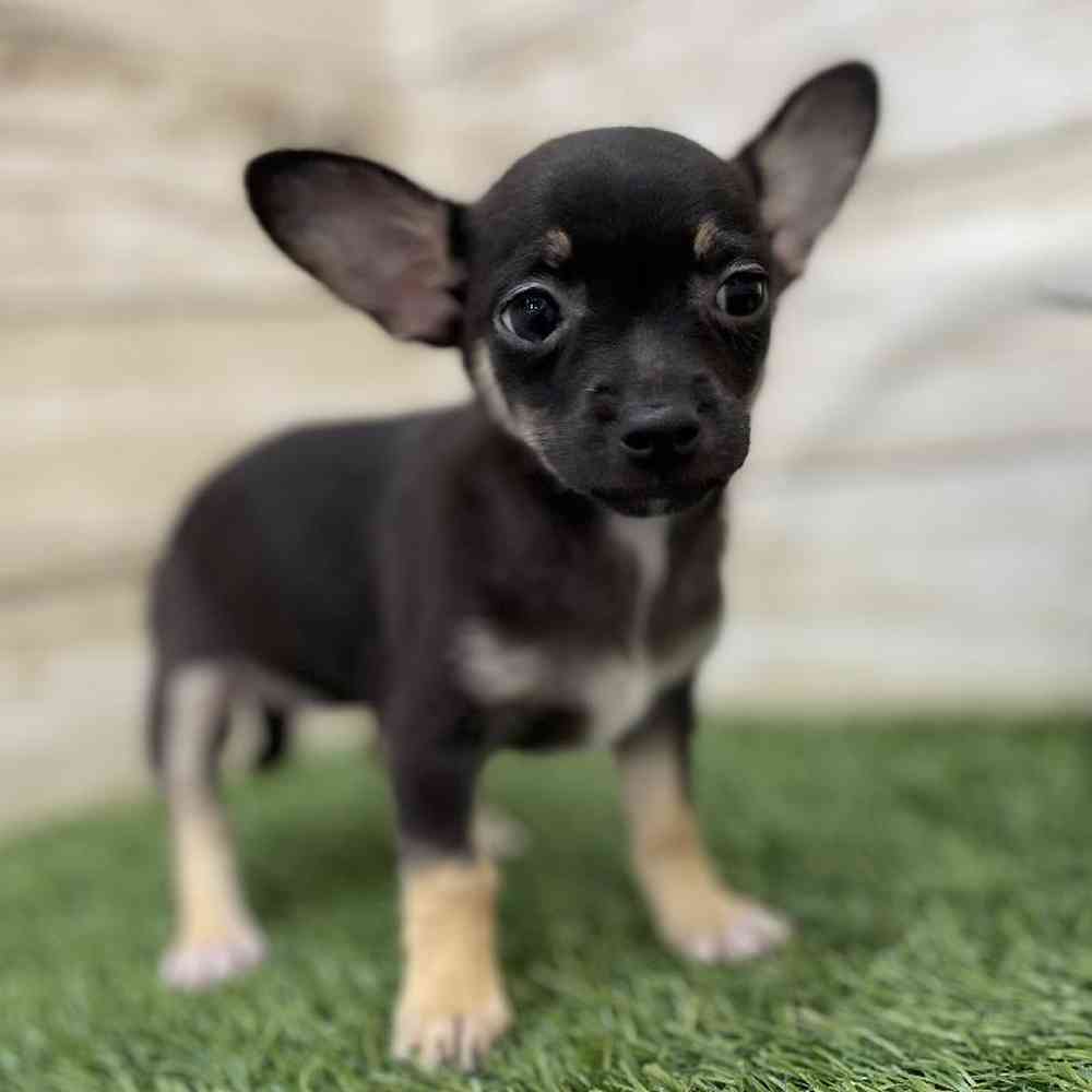 Female Chihuahua Puppy for Sale in Braintree, MA