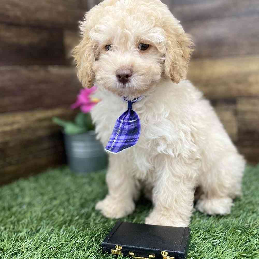 Male Cockapoo 2nd Gen Puppy for Sale in Braintree, MA