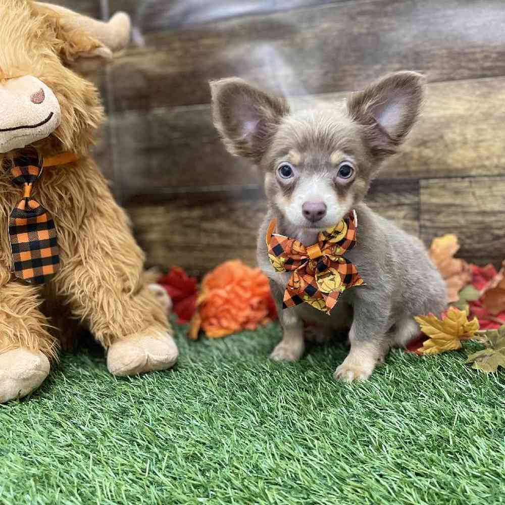 Male Chihuahua Puppy for Sale in Braintree, MA
