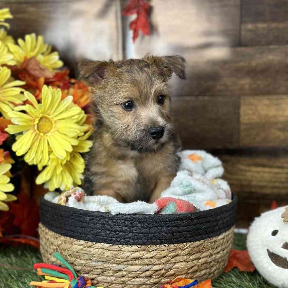 Male Cairn Terrier Puppy for Sale in Saugus, MA