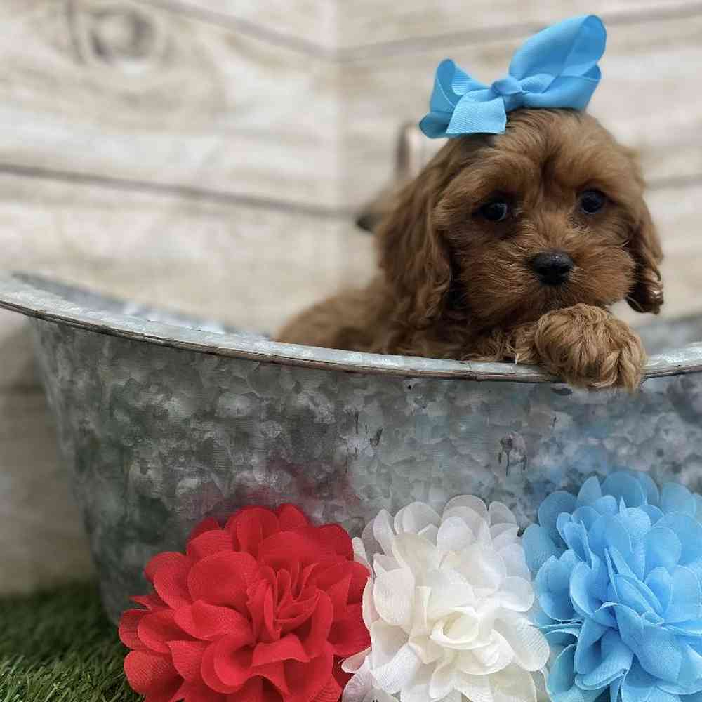 Female Cavapoo Puppy for Sale in Braintree, MA