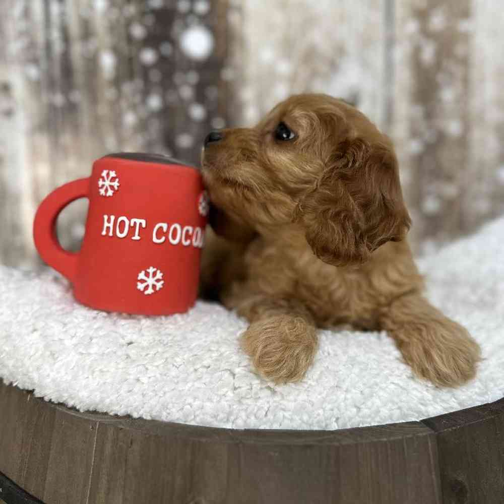 Male Cavapoo Puppy for Sale in Saugus, MA