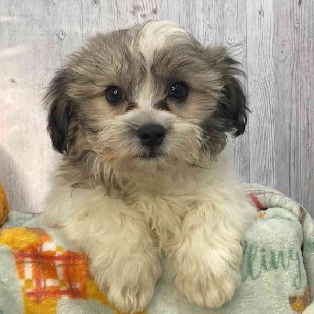 Male Teddy Bear (Zuchon) Puppy for Sale in Saugus, MA