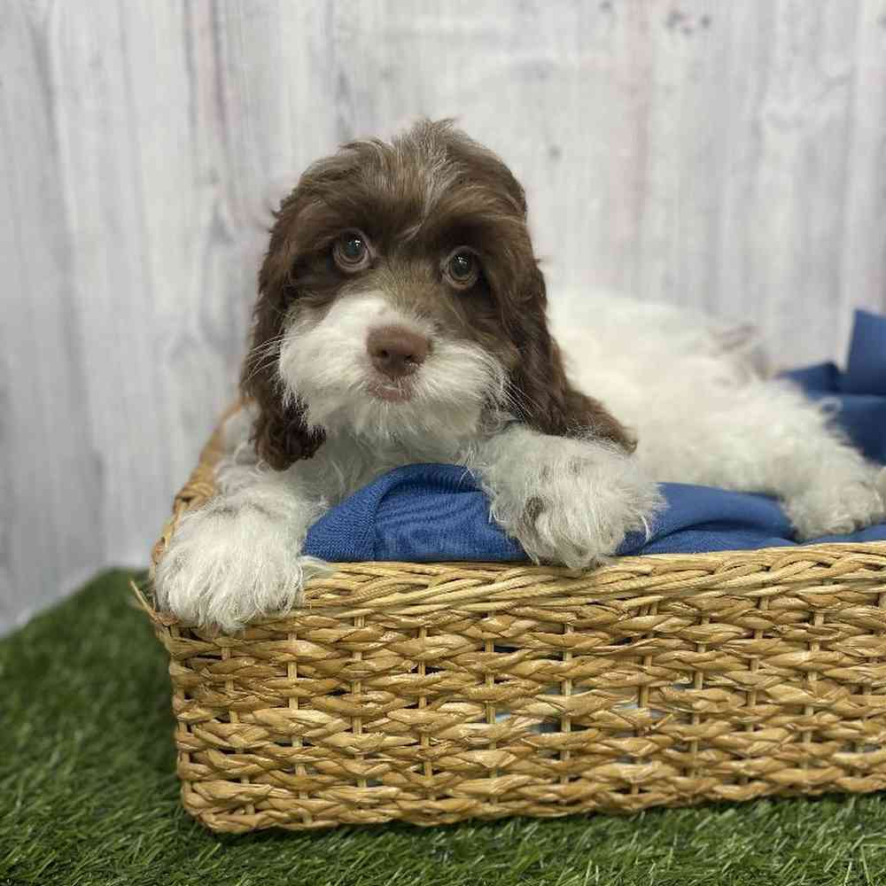 Male Cockapoo Puppy for Sale in Saugus, MA
