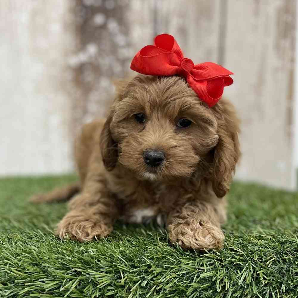 Female Cockapoo Puppy for Sale in Braintree, MA
