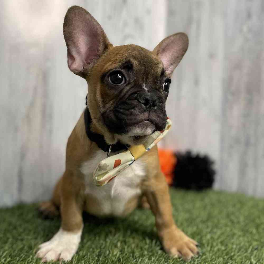 Male French Bulldog Puppy for sale