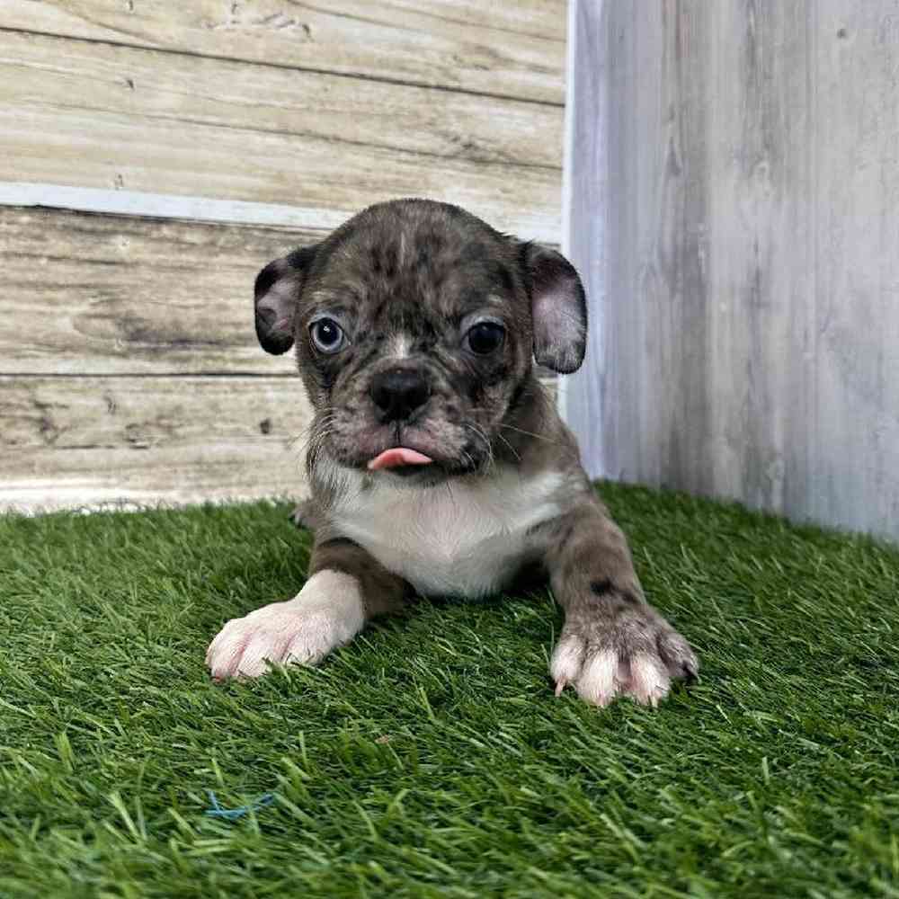 Male Bugg Puppy for Sale in Saugus, MA