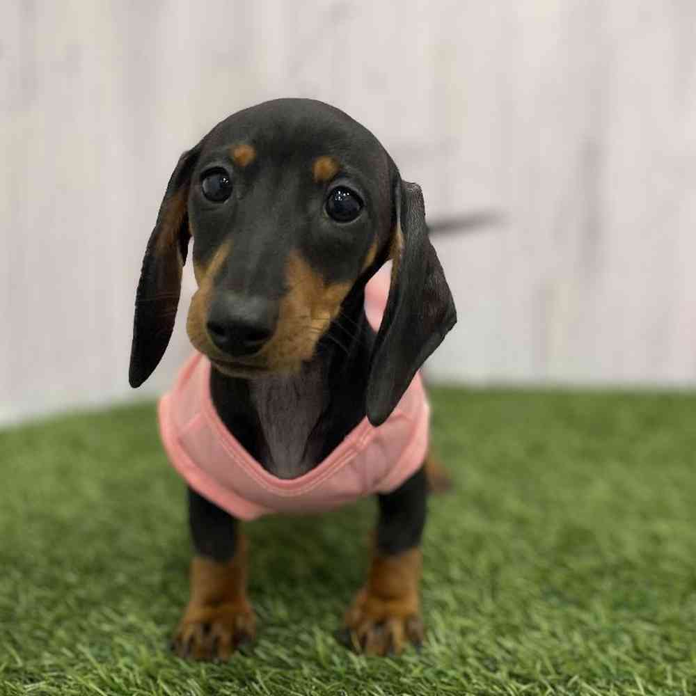 Female Dachshund Puppy for Sale in Braintree, MA