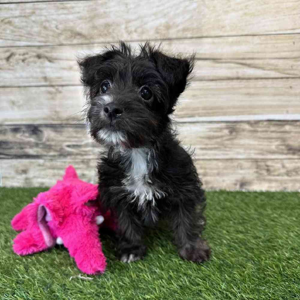 Female Yorkie-Poo Puppy for Sale in Saugus, MA