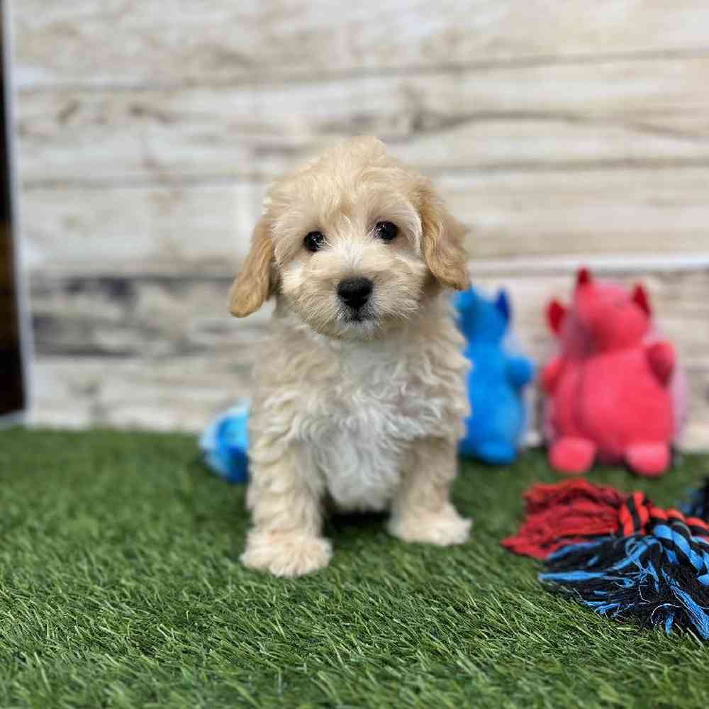 Male Malti-Poo Puppy for Sale in Saugus, MA