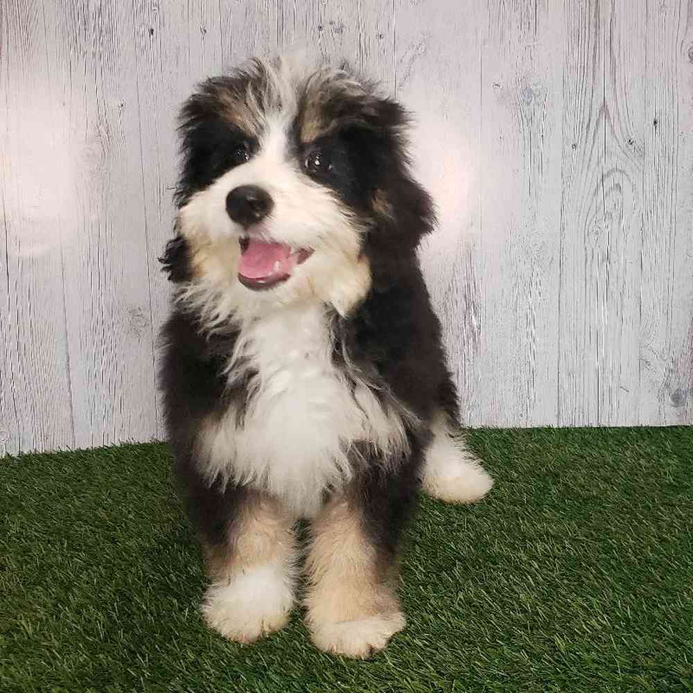 Female Mini Bernedoodle Puppy for sale