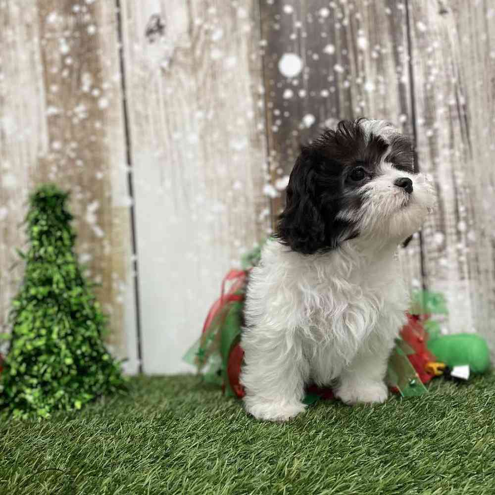 Female Shih-Poo Puppy for Sale in Braintree, MA
