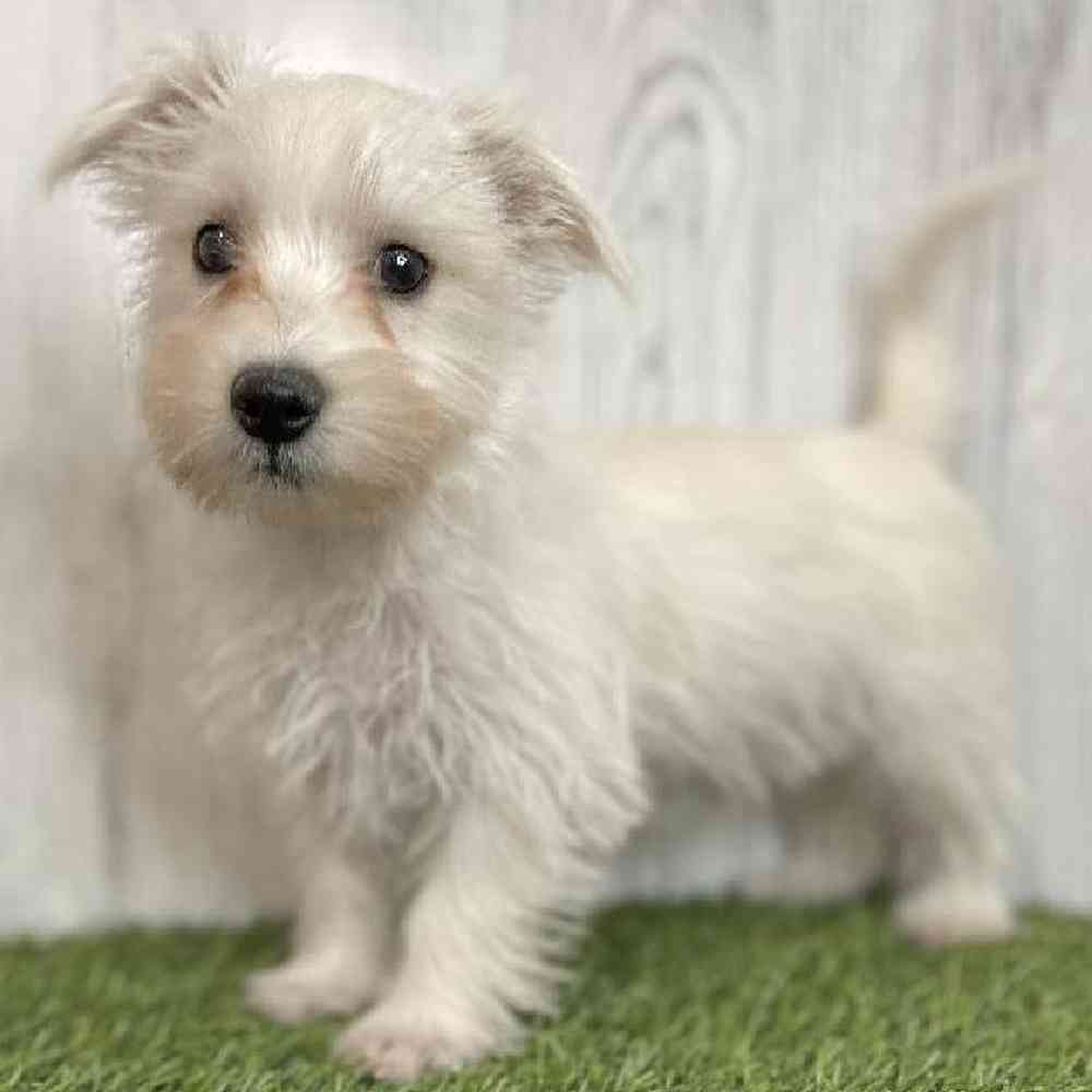 Male Mauzer Puppy for sale