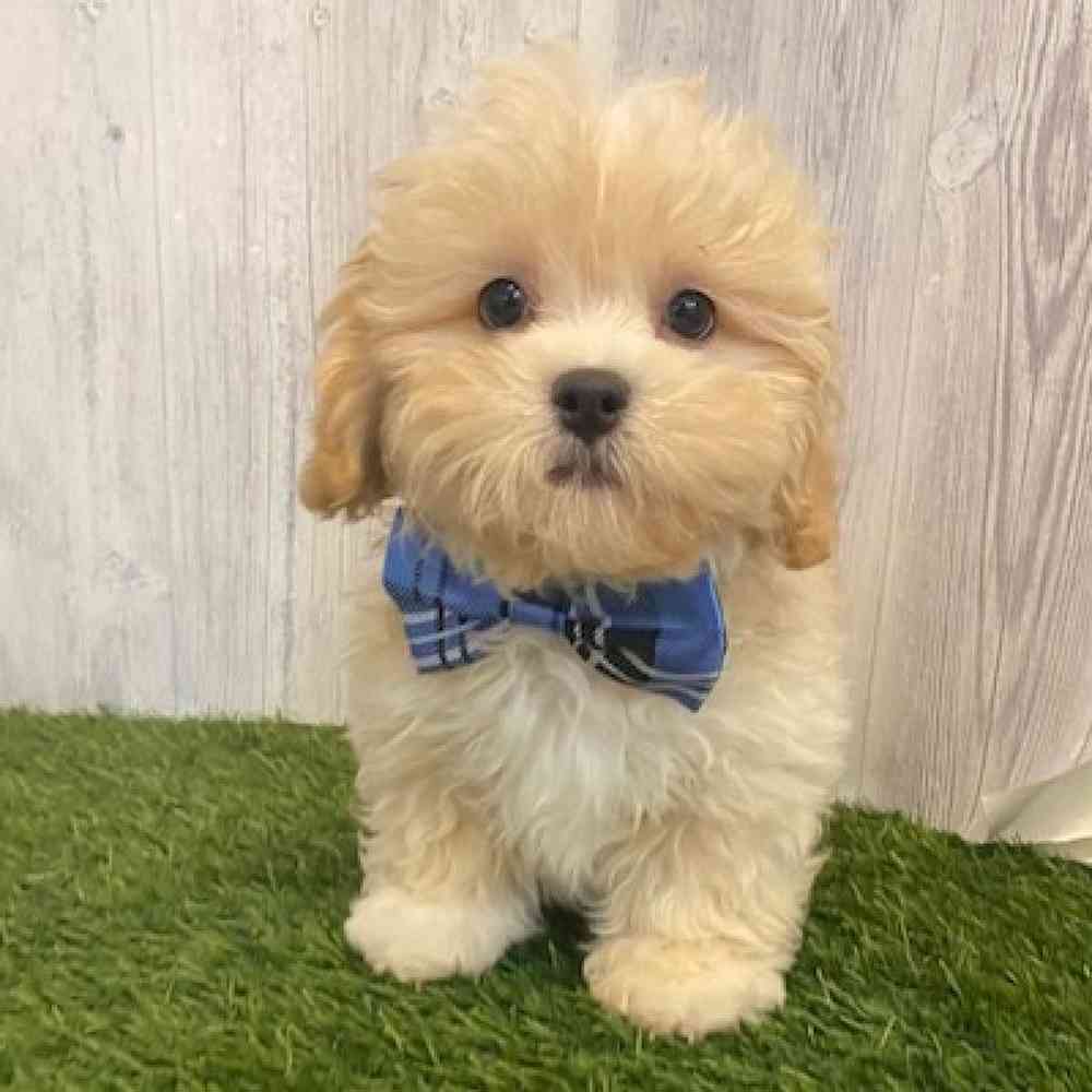 Male Shih-Poo Puppy for sale