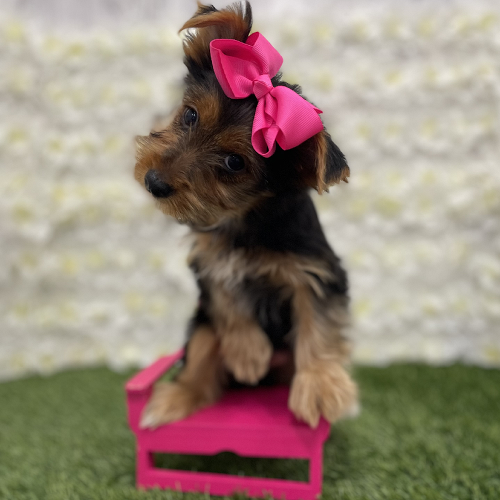 Female Yorkshire Terrier Puppy for Sale in Braintree, MA