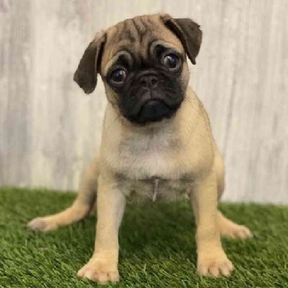 Female Pug Puppy for sale