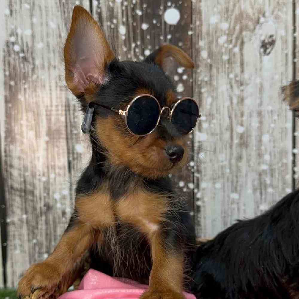 Male Yorkshire Terrier Puppy for Sale in Saugus, MA