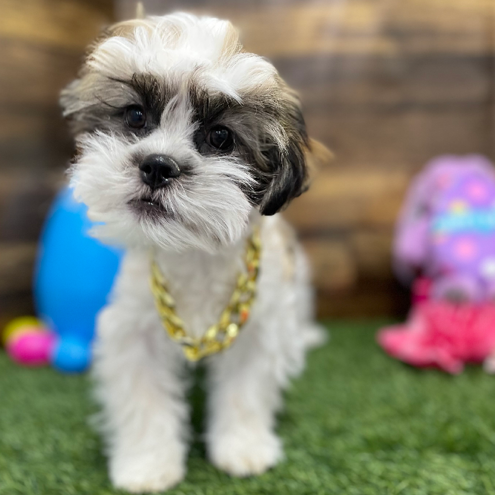 Male Teddy Bear (Zuchon) 2nd Gen Puppy for Sale in Braintree, MA