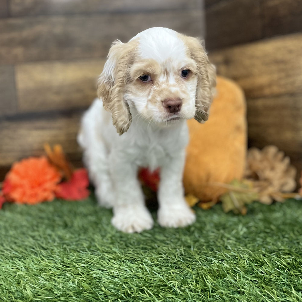 Male Cocker Spaniel Puppy for Sale in Braintree, MA