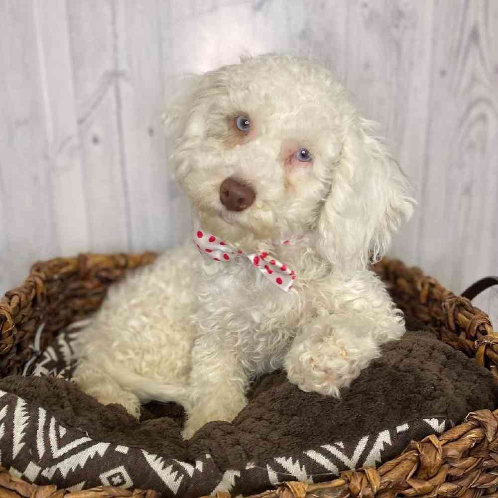 Male Cockapoo Puppy for Sale in Saugus, MA
