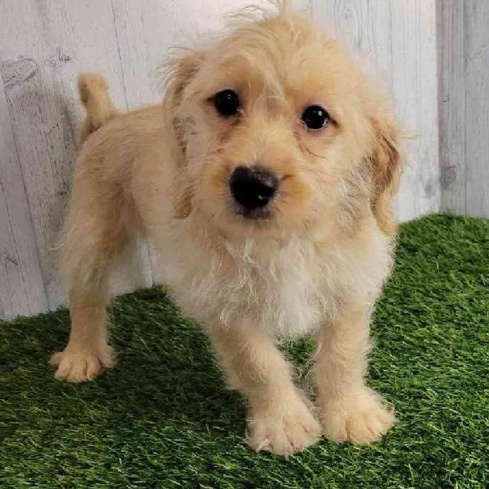 Female Mini Labradoodle Puppy for sale