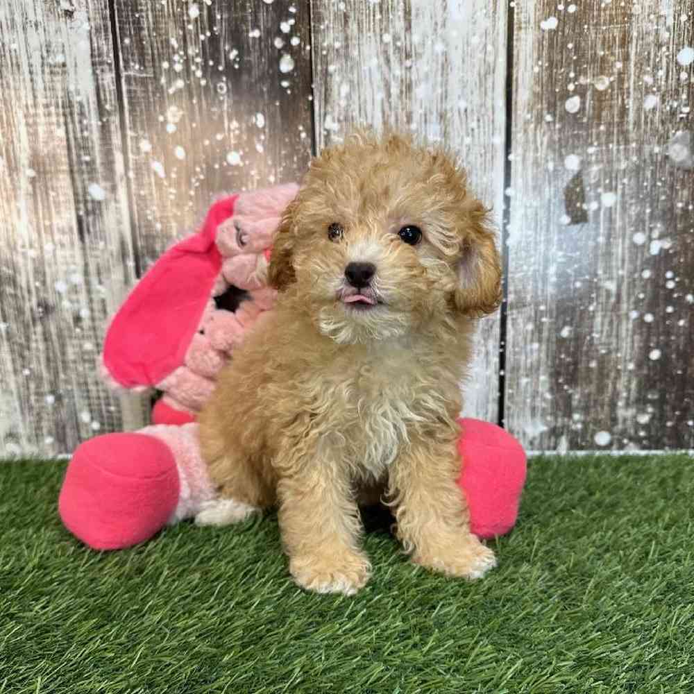 Female Poodle Toy Puppy for Sale in Saugus, MA