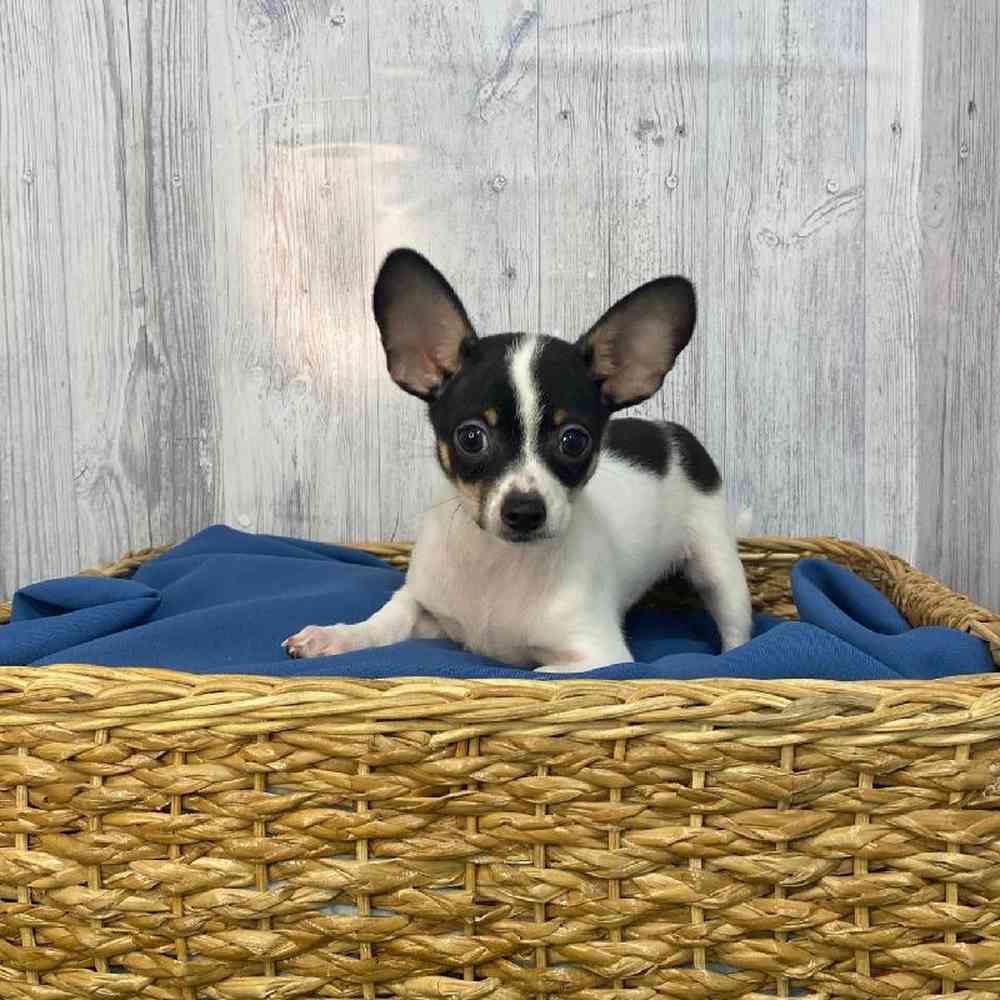 Male Chihuahua Puppy for Sale in Saugus, MA