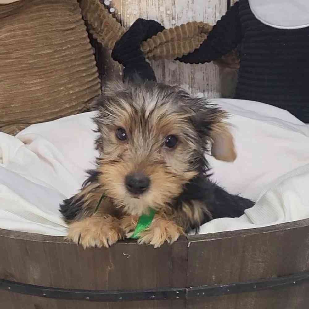 Male Yorkshire Terrier Puppy for Sale in Saugus, MA