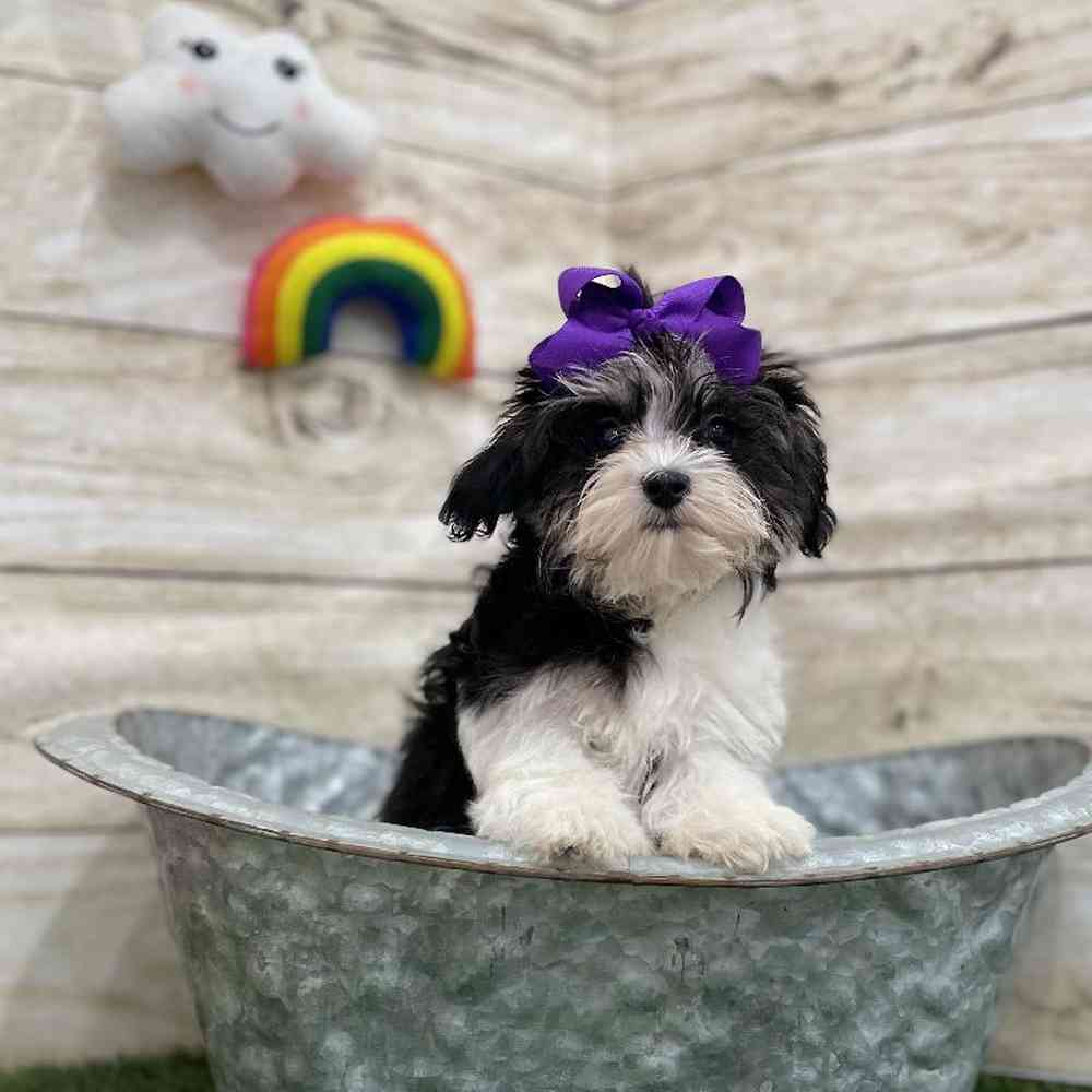 Female Havamalt Puppy for Sale in Braintree, MA