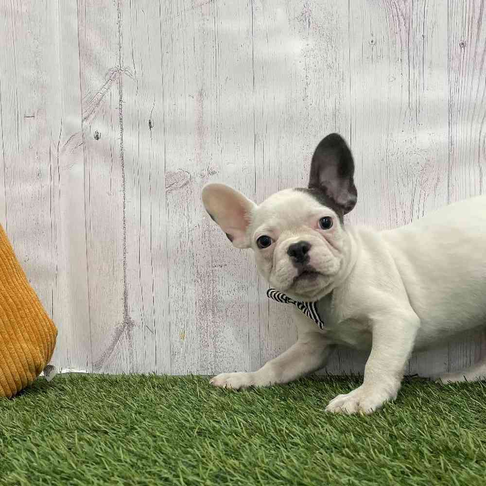 Male French Bulldog Puppy for Sale in Braintree, MA