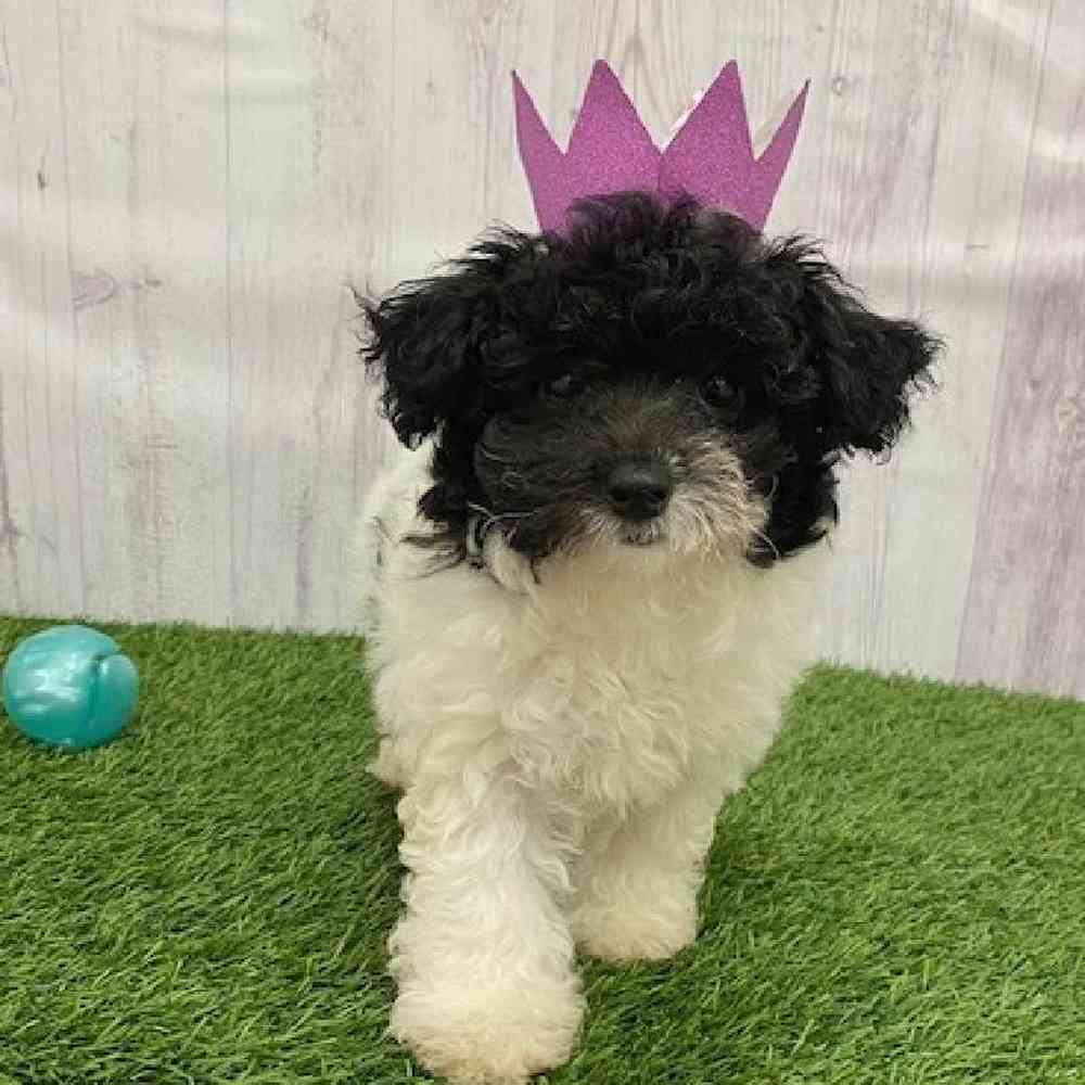 Female Havapoo Puppy for Sale in Braintree, MA