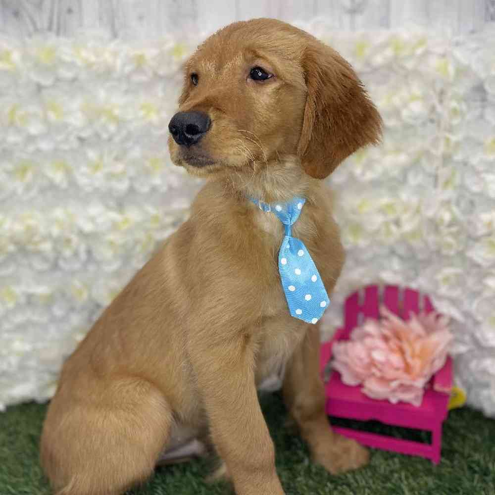 Male Golden Retriever Puppy for Sale in Braintree, MA