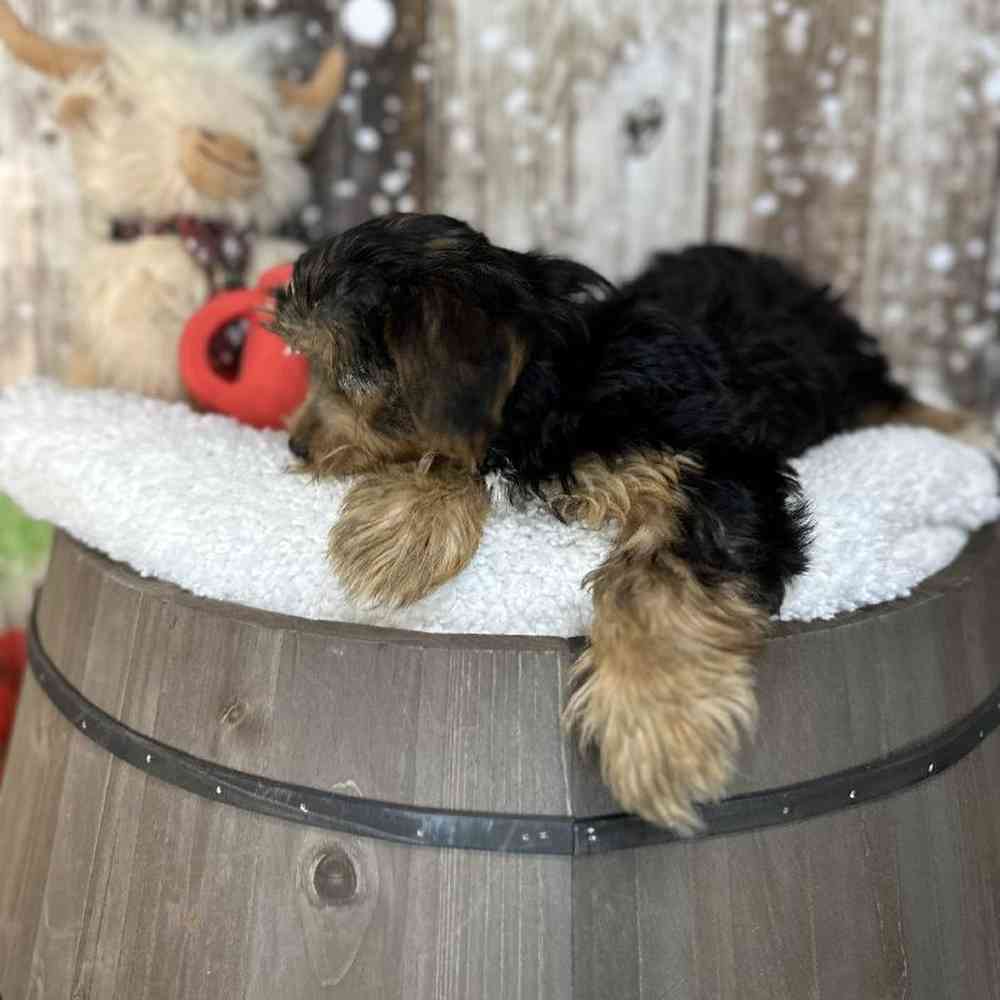 Male Yorkshire Terrier Puppy for Sale in Saugus, MA