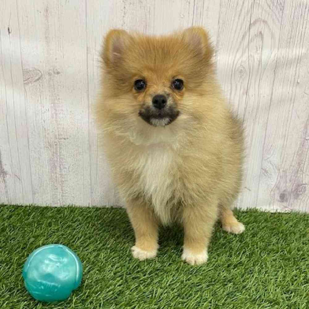 Female Pomeranian Puppy for Sale in Braintree, MA