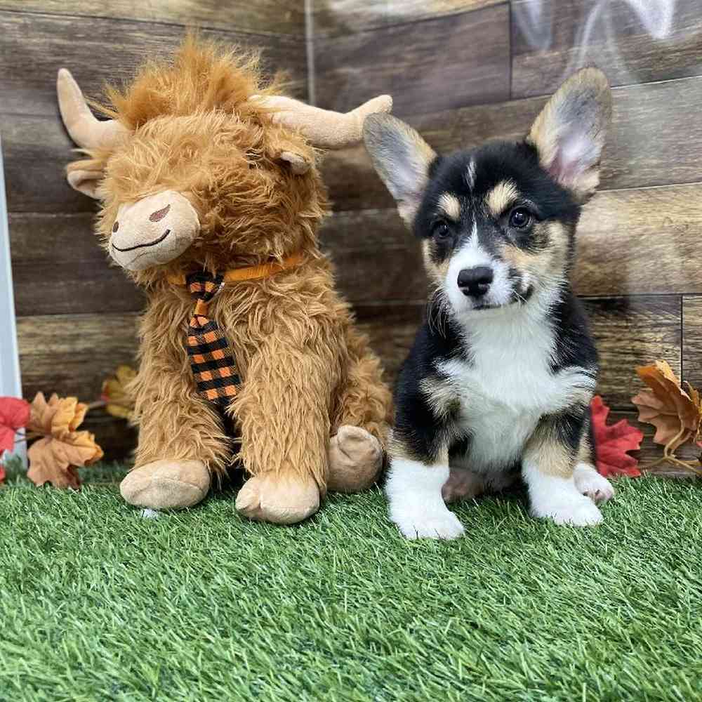 Male Pembroke Welsh Corgi Puppy for Sale in Braintree, MA