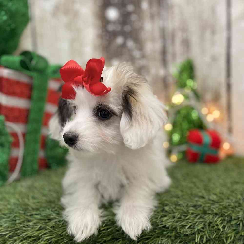 Female Coton De Tulear Puppy for Sale in Braintree, MA