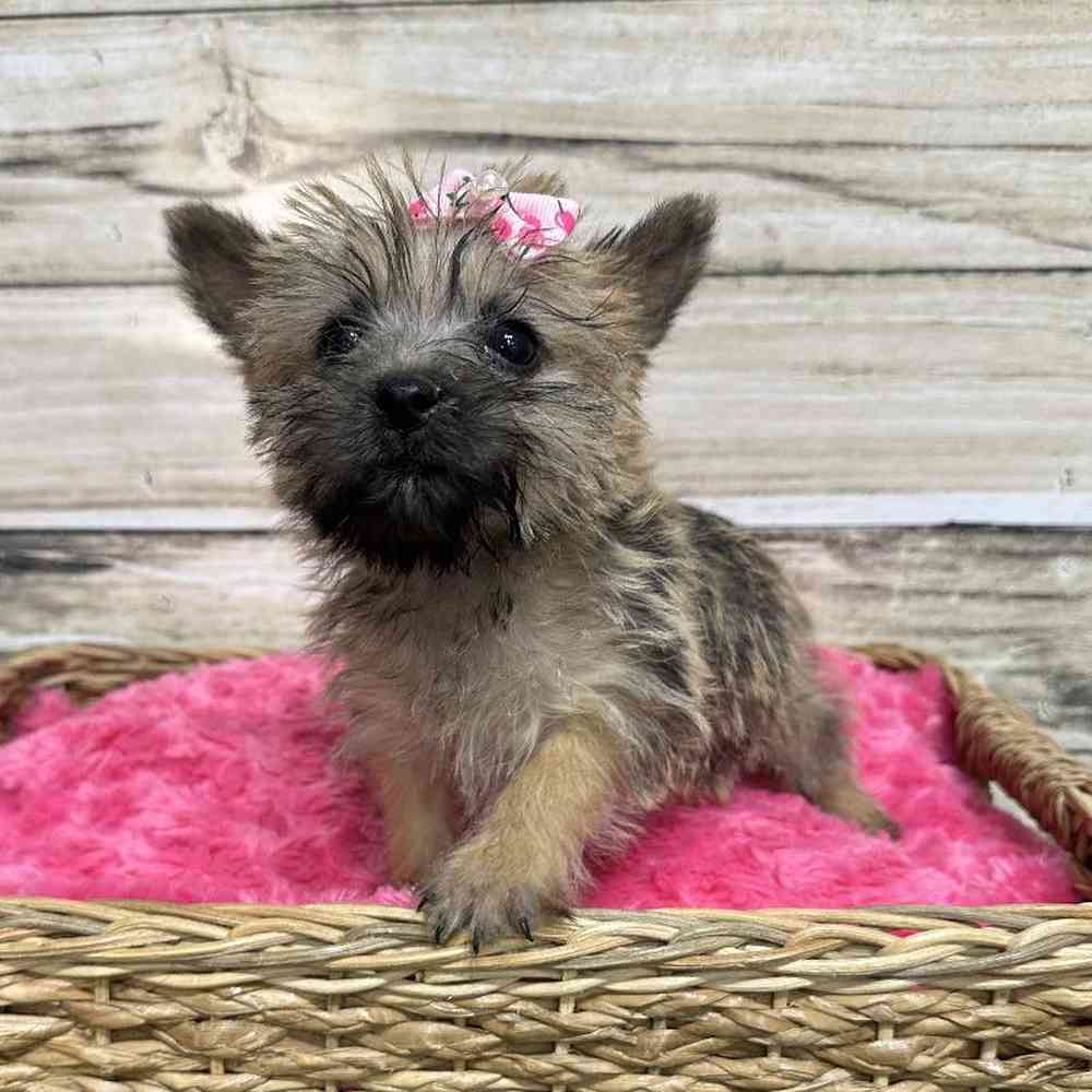 Female Cairn Terrier Puppy for Sale in Saugus, MA