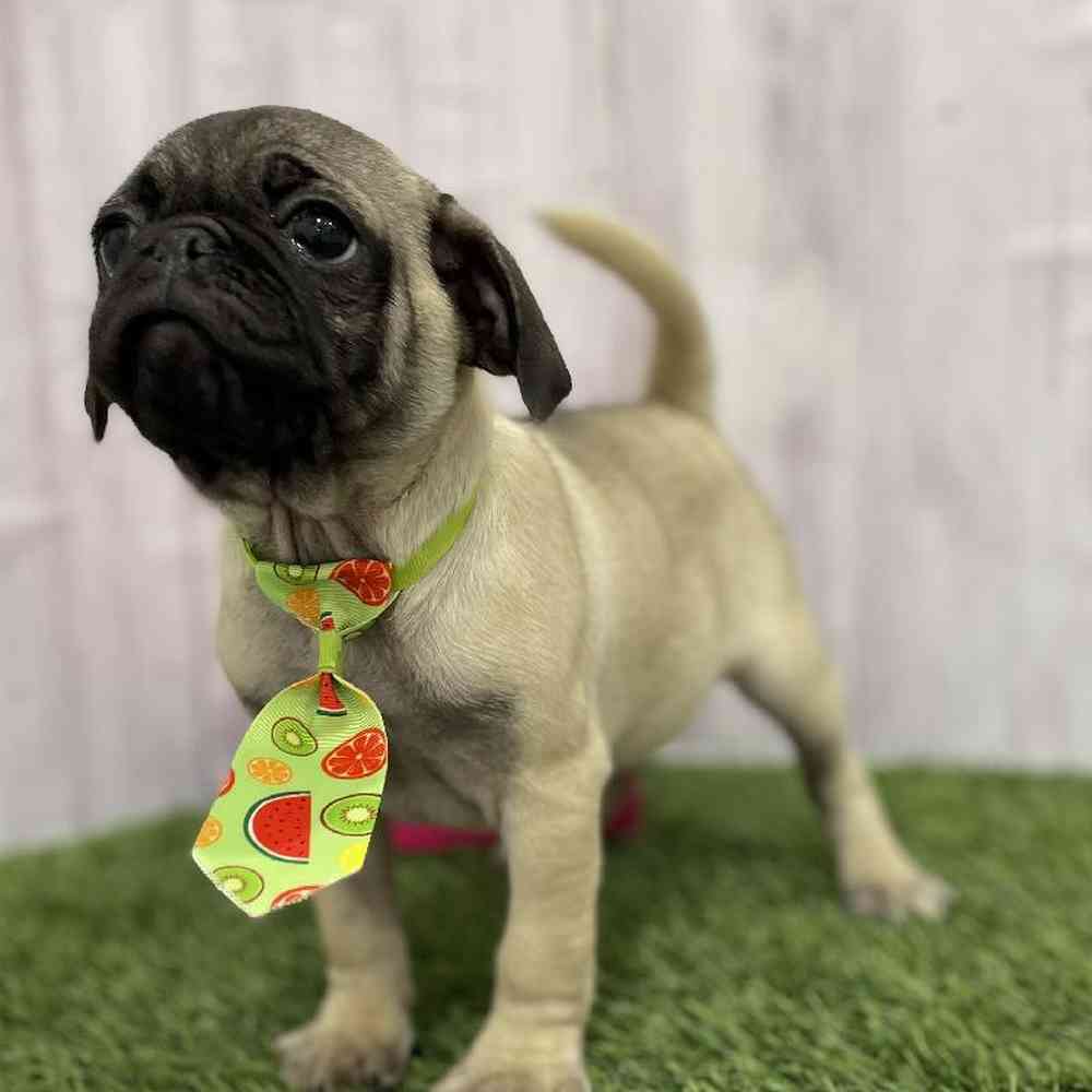 Male Pug Puppy for Sale in Braintree, MA