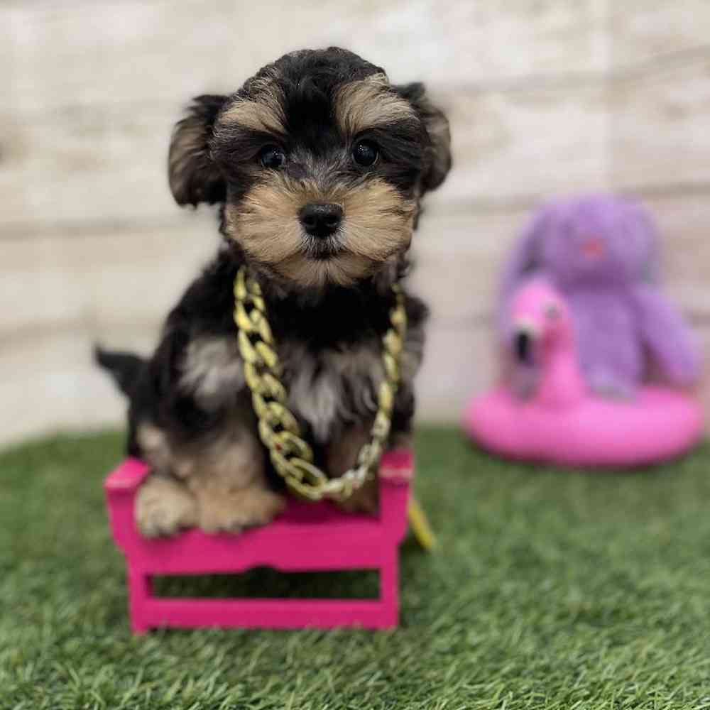 Male Morkie Puppy for Sale in Braintree, MA