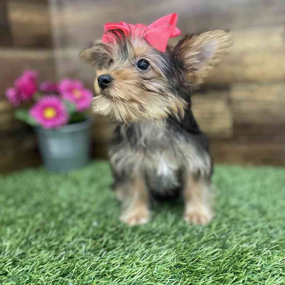 Female Yorkshire Terrier Puppy for Sale in Braintree, MA