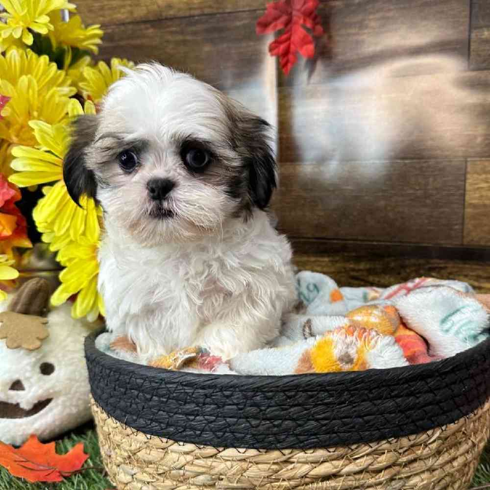 Female Shih Tzu Puppy for Sale in Saugus, MA
