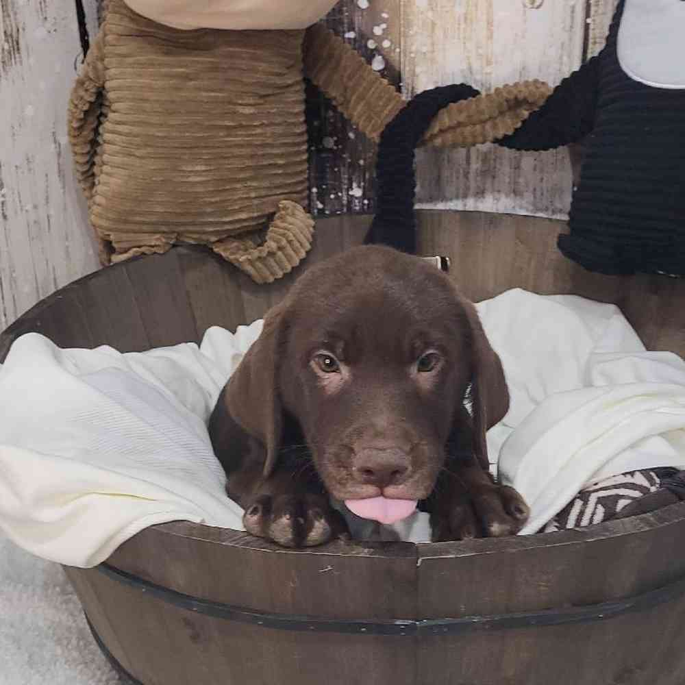 Male Labrador Retriever Puppy for Sale in Saugus, MA